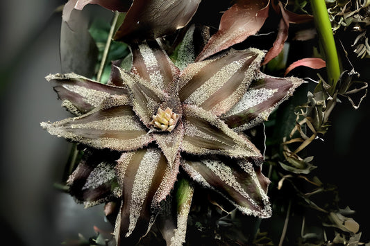 Cryptanthus Menescal 4" Pot | Tropical Plant | Colorful Houseplant | Cryptanthus spp. | Ideal for Indoor Gardening