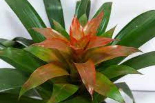 Bromeliad Plant 4" Pot Guzmania Lorena - Tropical Indoor Houseplant (Guzmania spp.) - Colorful Foliage for Home Décor