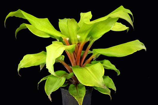 Bromeliad Plant 6" Aechmea Tayoensis with Green Foliage and Red Inflorescence - Tropical Houseplant for Interiors