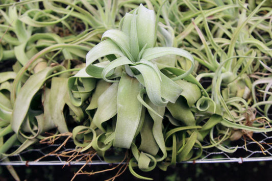 Tillandsia Streptophylla Air Plant – Exotic Greenhouse Variety – Unique Texture – Perfect for Home Decor and Plant Enthusiasts