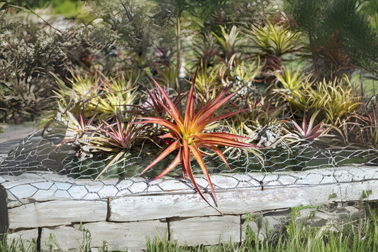 Tillandsia abdita Air Plant - Unique Variety, Healthy & Disease-Free, Ideal for Home Decor - Care Instructions Included
