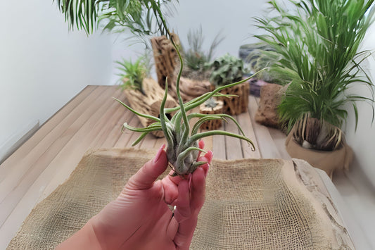 Tillandsia Caput Medusae Air Plant - Unique Curly Leaves - Easy Care Tropical Houseplant - Tillandsia spp.
