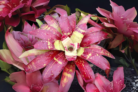 Neoregelia Gazpacho Bromeliad Plant in 4" Pot - Tropical Houseplant for Indoor Gardening, Neoregelia spp.