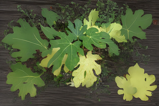 Alma Fig Plant + Bonus Fig Plant, 3 Inch Pot, Honey Flavor, Ficus carica, US Grown, Well Rooted, Fast Fruit Production