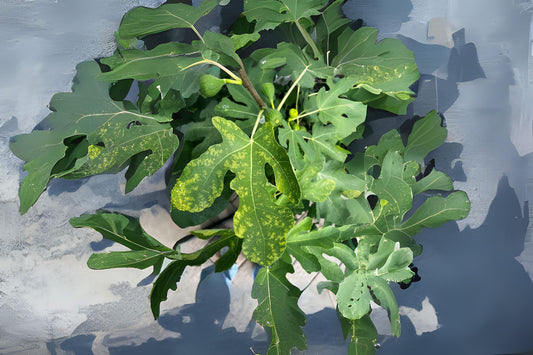 Alma Fig Cutting 6-8 Inches Rooted in Coco Peat, Honey Fig (Ficus carica) - US Grown, Well-Rooted, Sweet Fruit Plant