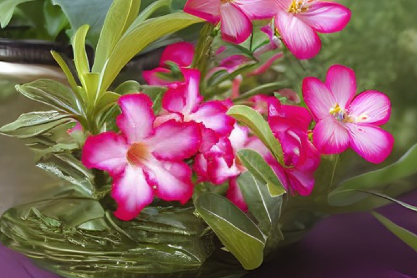 Grafted Adenium Obesum Plant, 4-6" Double Bloom "Melanie", Salmon Orange, 10-15 Month Old, US Grown Desert Rose
