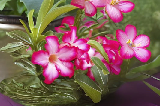 Grafted Adenium Obesum Plant, 4-6" Double Bloom "Melanie", Salmon Orange, 10-15 Month Old, US Grown Desert Rose