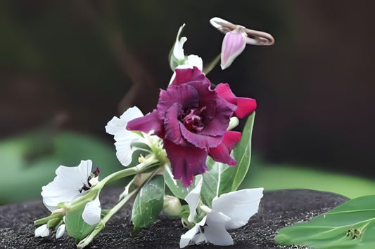 Grafted Double Bloom Adenium Obesum Plant - Black Purple Desert Rose, 4-6 Inch, 1-2 Inch Caudex, US Grown