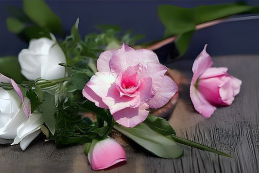 Grafted Adenium Obesum Plant - Pinky Desert Rose, 4-6 inch, Double Bloom, US Grown, 10-15 Months Old, 1-2 inch Caudex