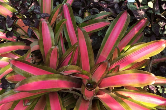 Neoregelia Plant in 6" Pot, Tropical Bromeliad, Neoregelia Julia, Indoor Houseplant, Exotic Greenery for Home Decor