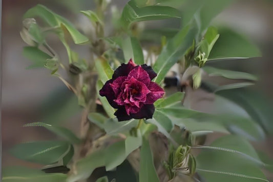 Grafted Adenium Plant 5-7 Inch Double Bloom Purple Fire Adenium Obesum US Grown Desert Rose 1-2 Inch Caudex