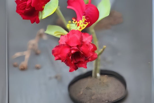 Grafted Adenium Obesum "Maryann" Desert Rose Plant - 4-6 inches, Double Bloom, US Grown, 10-15 Months Old, 1-2 Inch Caudex