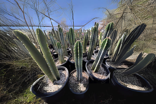 3 Peruvian Apple Cactus Plants, 2-3 Inch, Cereus Repandus, USA Grown, Healthy Seedlings, Fast Free Shipping