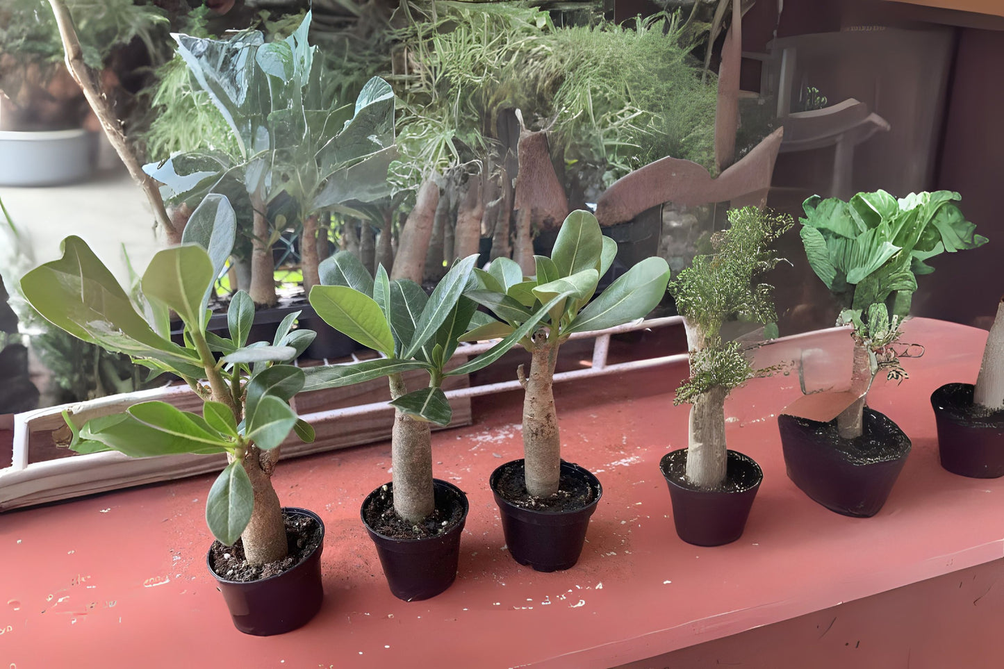 Multi Branch Adenium Obesum Plants, 2-4 Inch Mixed Colors, Desert Rose, Grown in USA, Fast Shipping
