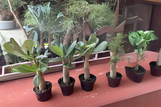 Multi Branch Adenium Obesum Plants, 2-4 Inch Mixed Colors, Desert Rose, Grown in USA, Fast Shipping