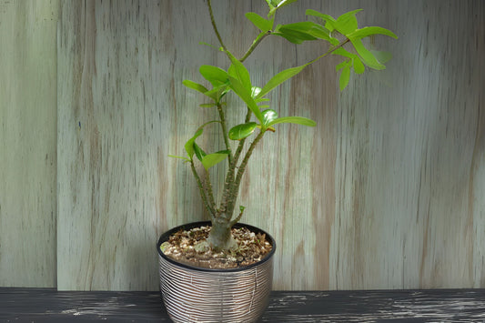 Adenium Arabicum Plants - 4-6 Inch Healthy Adenium - US Grown Desert Rose - Fast Shipping - 2 Pack