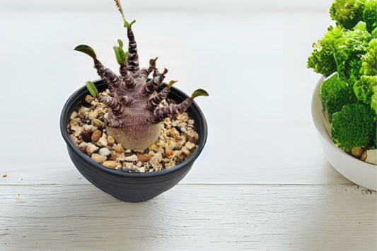 Black Arabicum Plant 4-6 Inches - Philodendron Black Arabicum (KnZ) - Indoor Houseplant - USA Grown