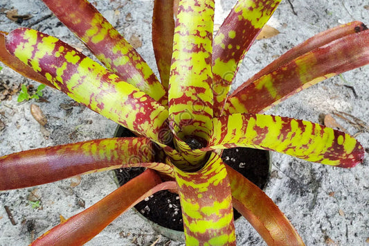 Bromeliad Plant 5" Pot Neoregelia Guacamole Red Foliage with Yellow Spots Neoregelia