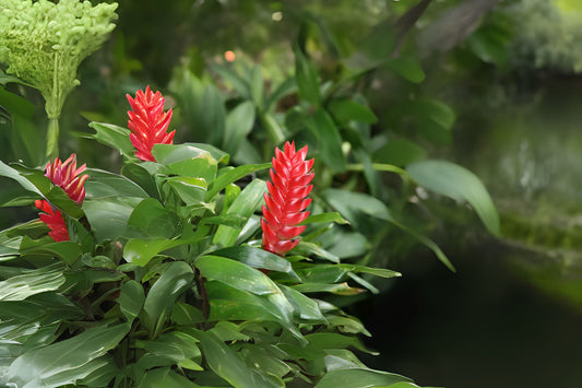 Vriesea Pink Cockatoo Plant - 4" Tropical Bromeliad - Vibrant Pink Foliage - Vriesea spp. - Perfect for Home Decor