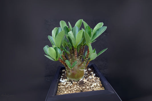 Black Arabicum Plant 4-6 Inches Healthy Indoor Houseplant (Ficus elastica) Grown in USA, Fast Shipping