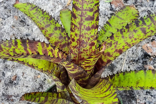 Neoregelia Hannibal Lecter 6" Bromeliad Plant - Exotic Indoor Tropical Houseplant, Neoregelia spp.