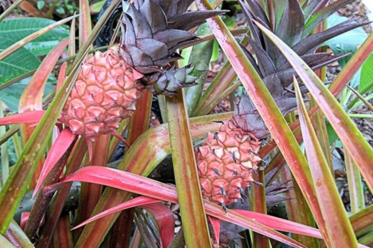 Bromeliad Plant 6" Mini Me Ananas | Tropical Houseplant | Indoor Garden | Ornamental Bromeliad