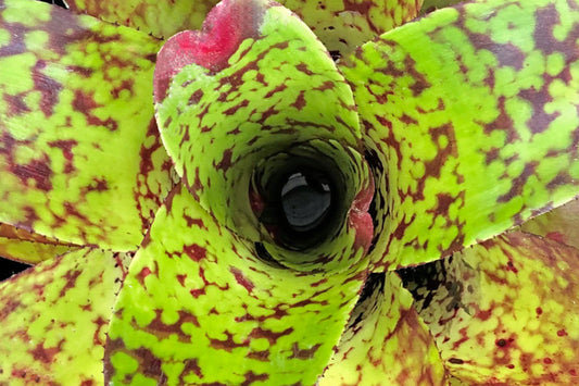 Neoregelia Tequila Bromeliad Plant - 6" Tropical Houseplant - Neoregelia spp. - Vibrant Indoor Decor
