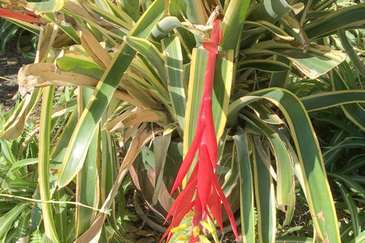Bromeliad Aechmea Nudicaulis Albo 6" - Flavamarginated Green Foliage - Aechmea nudicaulis var. cuspidata forma tubuleirensis