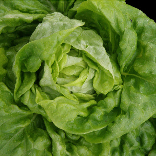 Bibb Butterhead Lettuce