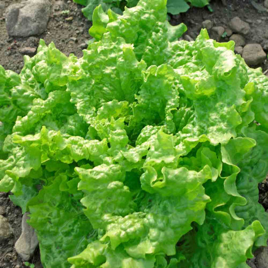 Black Seeded Simpson Leaf Lettuce