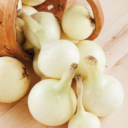 Blanco Duro Onion