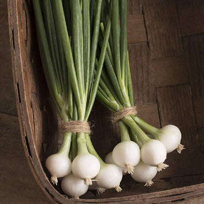 Blanco Duro Onion