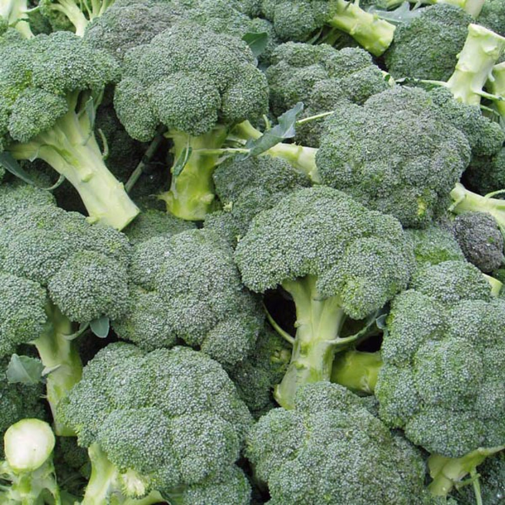 Broccoli Bulbs Broccoli Dicicco – Sejahtera Seeds and Bulbs