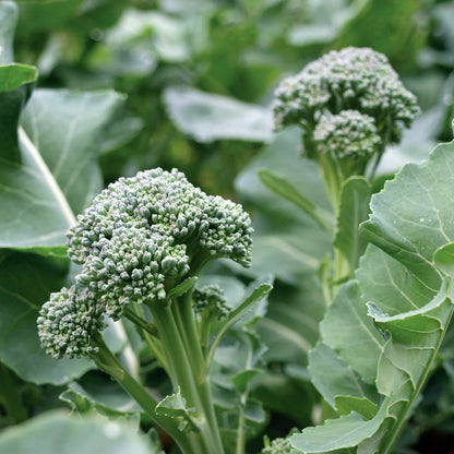 Broccoli Bulbs Broccoli Dicicco – Sejahtera Seeds and Bulbs