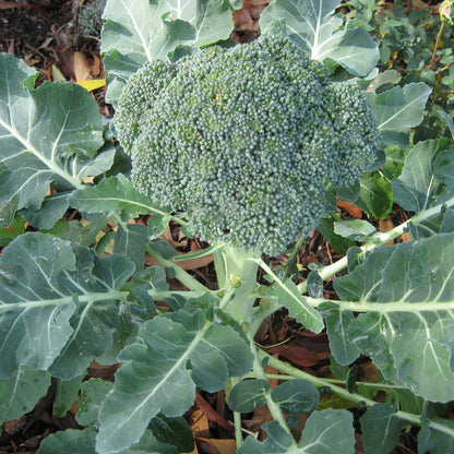 Broccoli Green Sprouting Calabrese