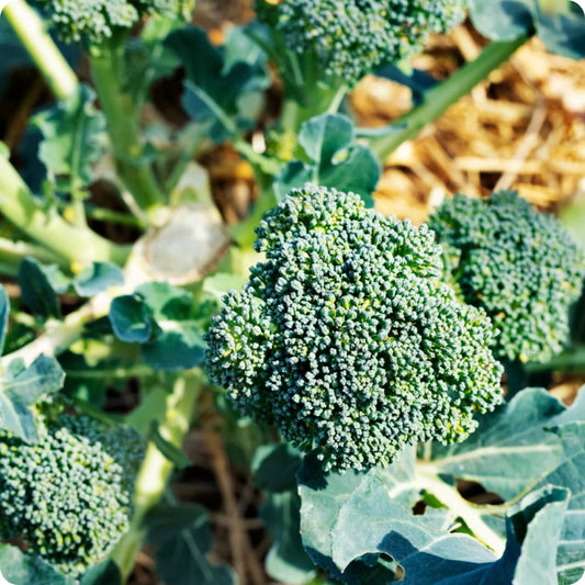 Broccoli Green Sprouting Calabrese