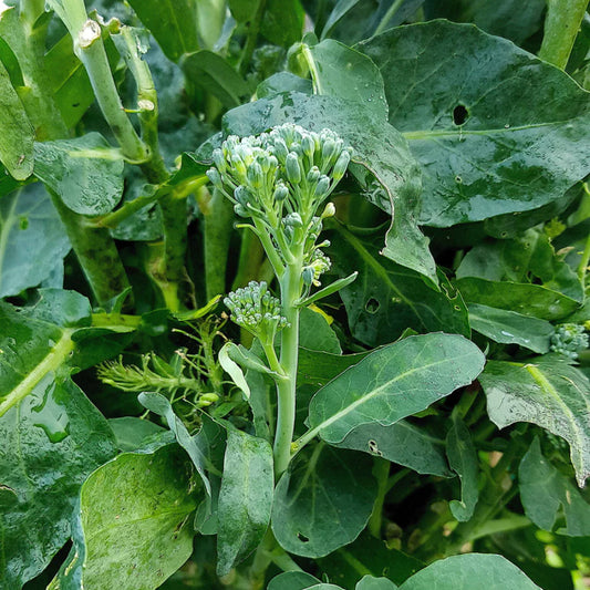 Broccoli Raab Rabe Spring Rapini