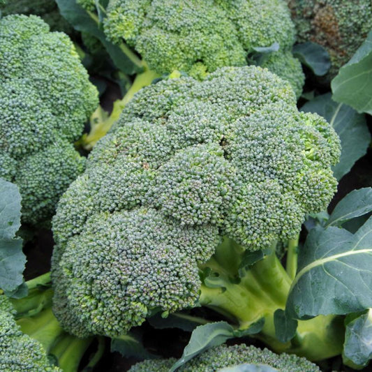 Broccoli Waltham 29