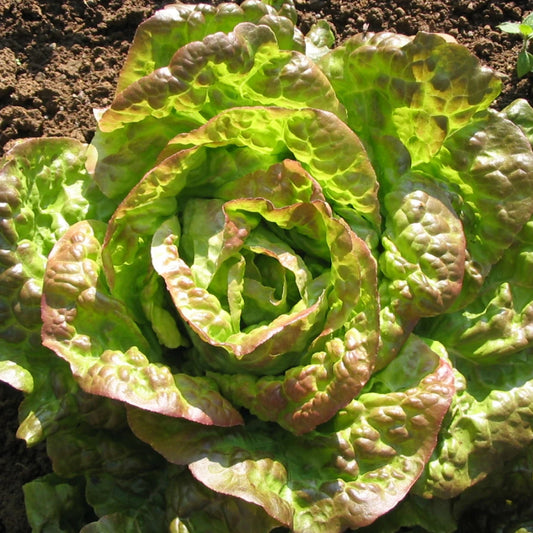 Bronze Mignonette Butterhead Lettuce