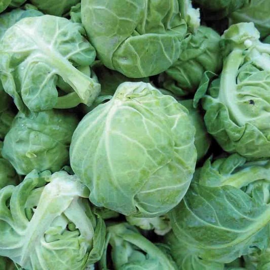 Brussel Sprouts Catskill