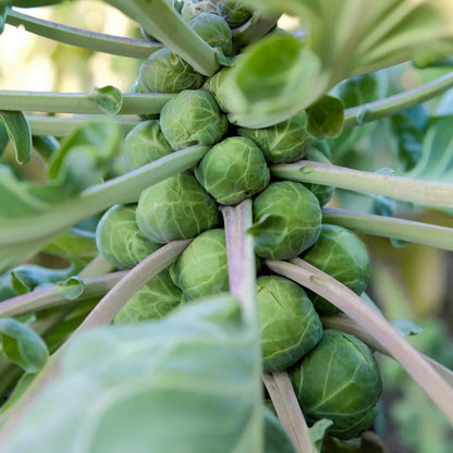 Brussel Sprouts Catskill