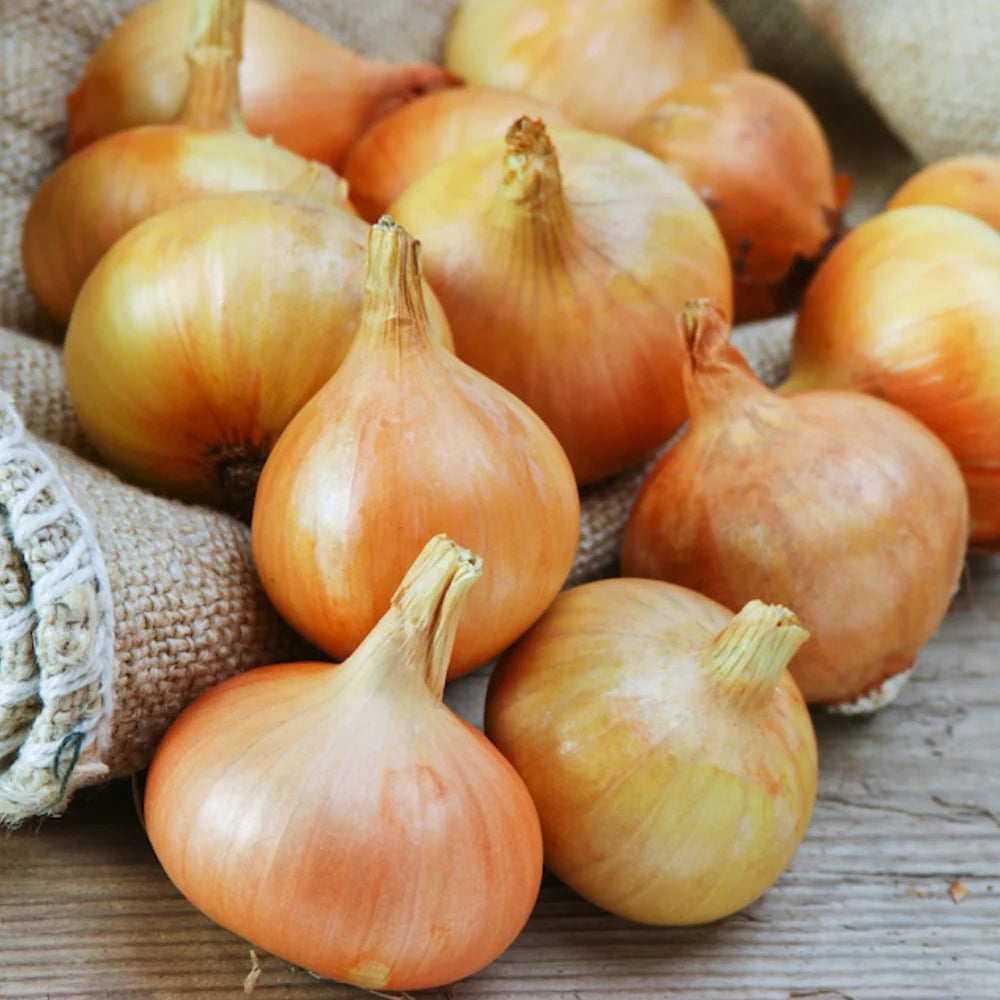 Onion Burrell's Yellow Valencia Seeds For Planting