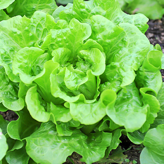 Buttercrunch Butterhead Lettuce