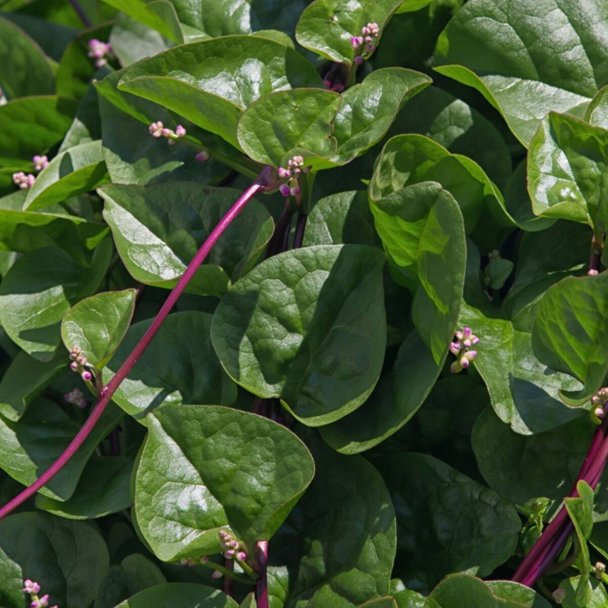 Spinach Malabar red stem 500 mg Seeds For Planting