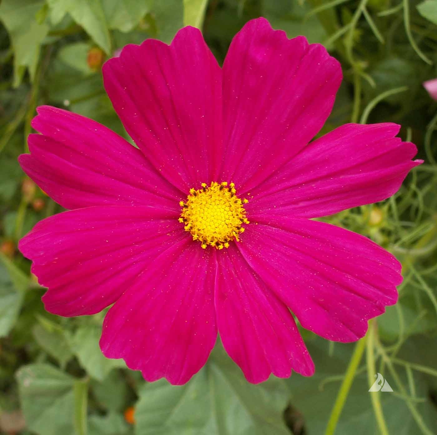 Cosmos Dazzler 1 gram Seeds For Planting