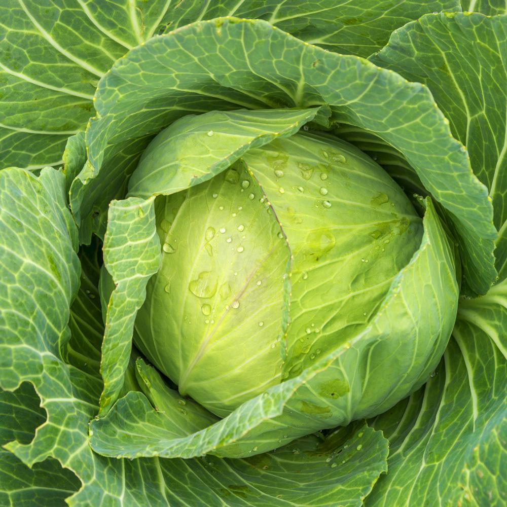 Cabbage Golden Acre 250 Seeds For Planting