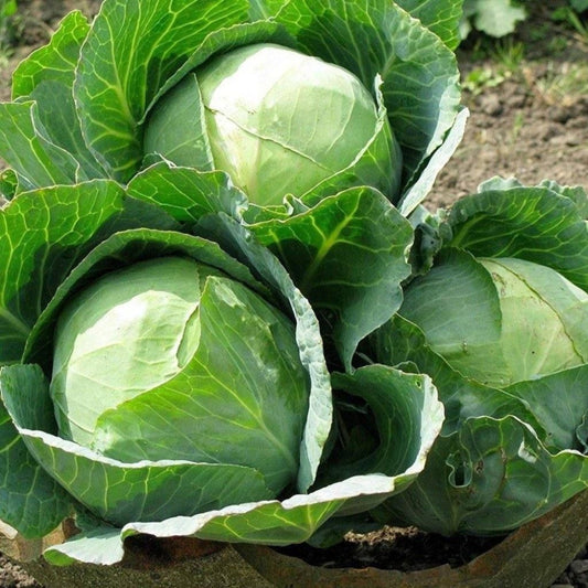 Cabbage Copenhagen Market