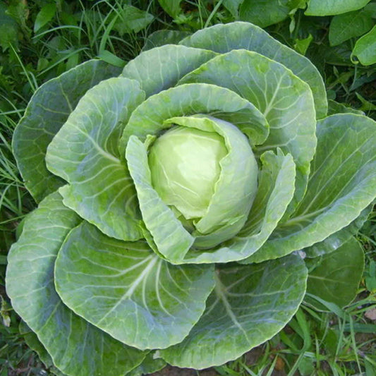 Cabbage Early Jersey Wakefield