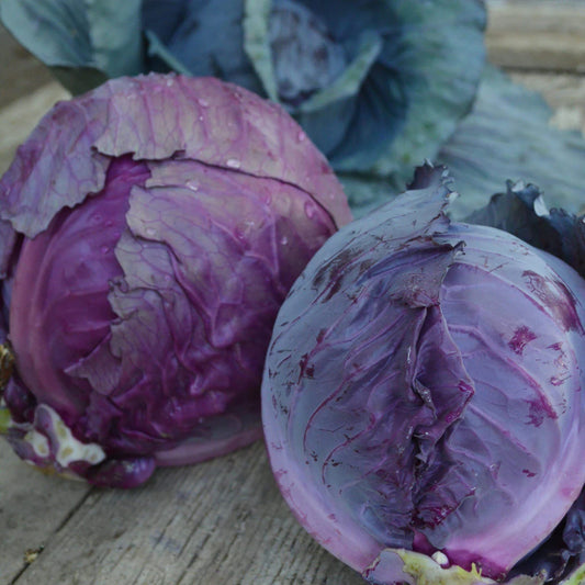 Cabbage Red Acre