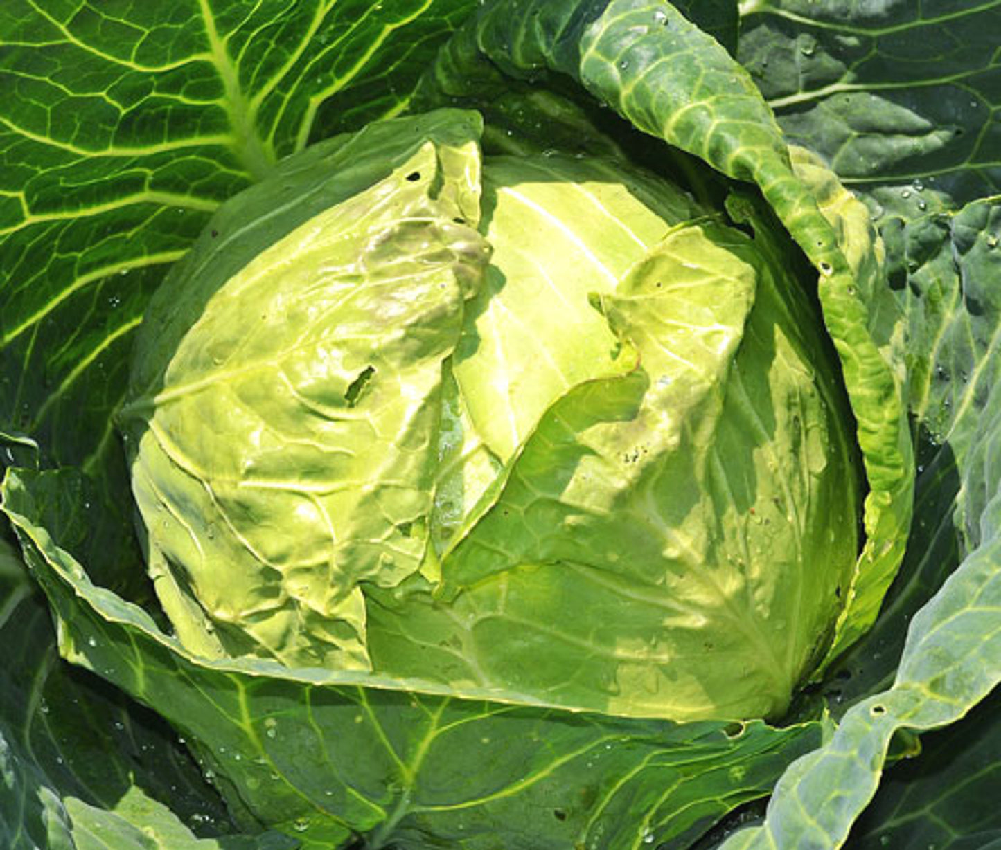 Cabbage Danish Ballhead Vegetable Brassica oleracea 1 gram Seeds For Planting